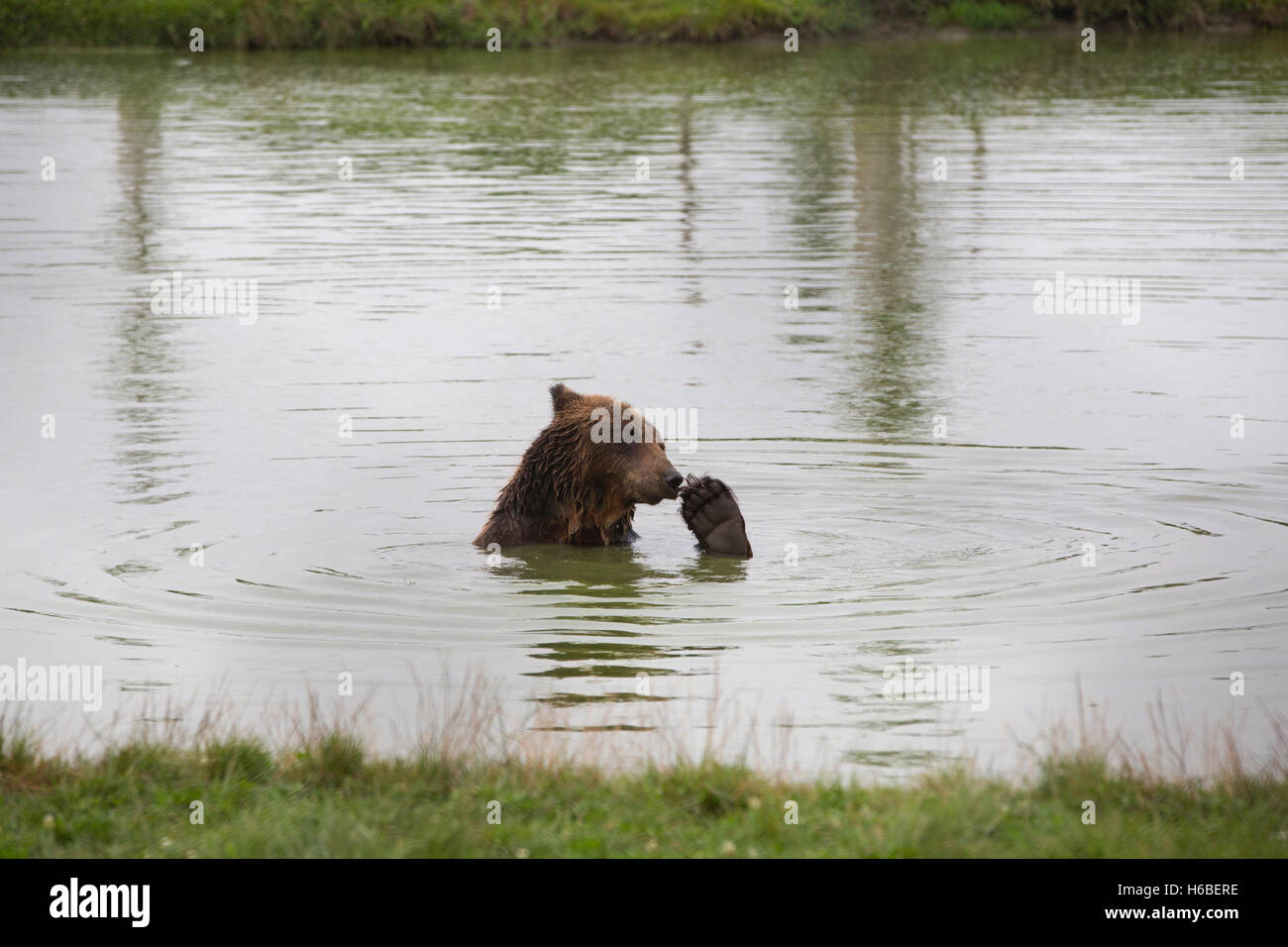 The Bear Farm, Medveotthon bear sanctuary near Budapest, where tourists can feed the bears honey on a stick, Hungary, Europe Stock Photo