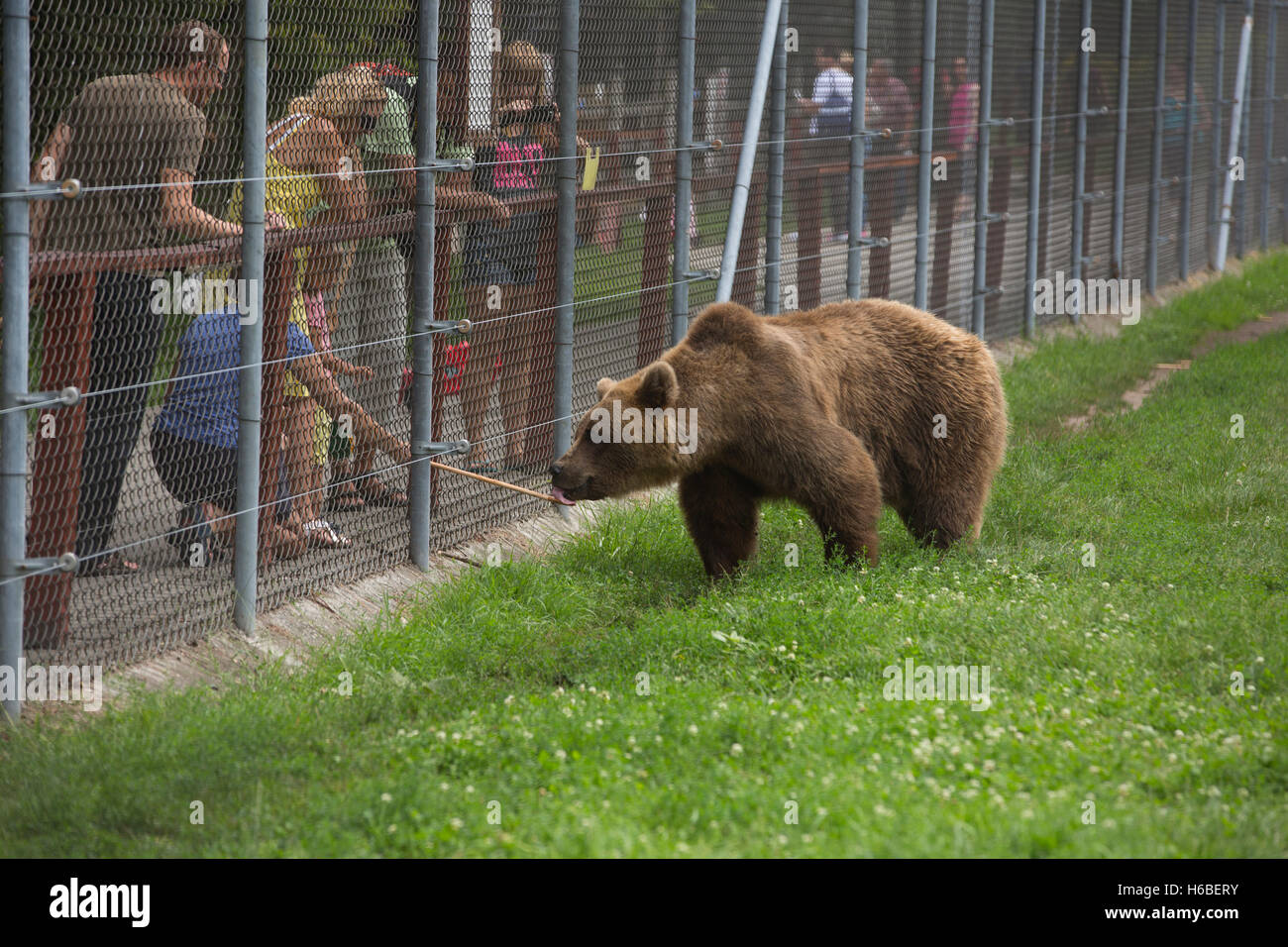 The Bear Farm, Medveotthon bear sanctuary near Budapest, where tourists can feed the bears honey on a stick, Hungary, Europe Stock Photo