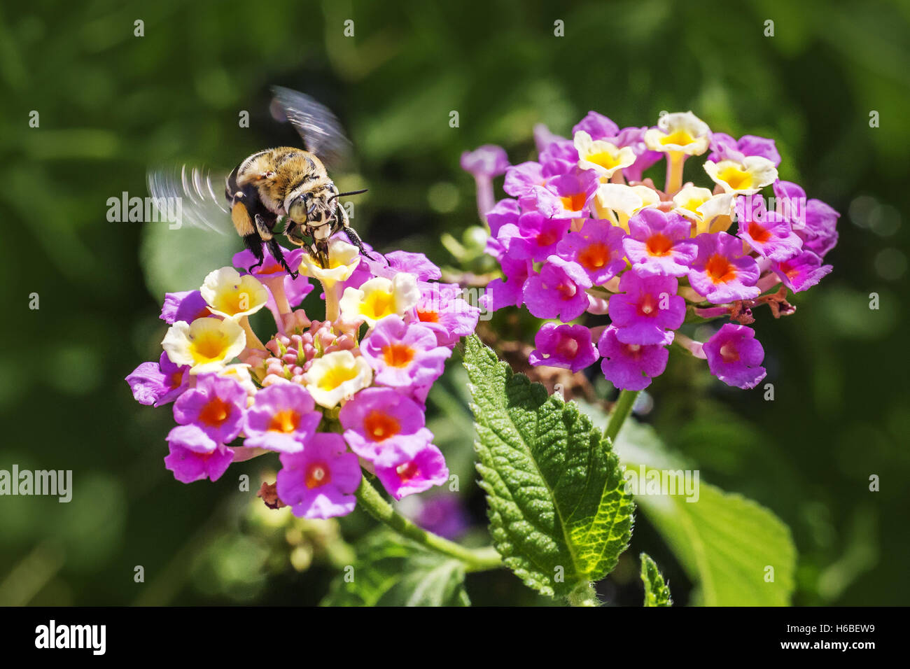 The Southeastern Blueberry Bee Stock Photo - Alamy