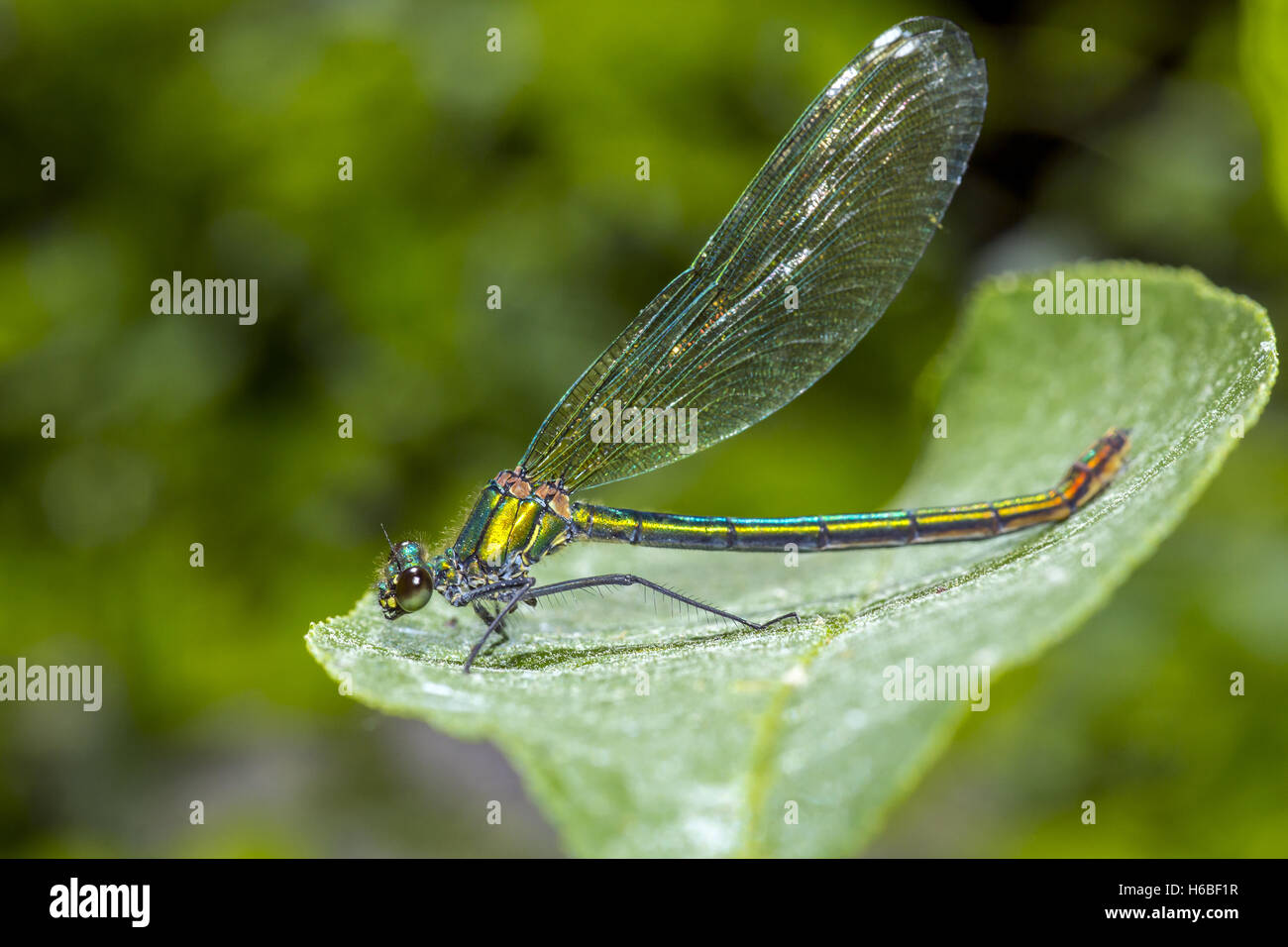 The beautiful demoiselle Stock Photo - Alamy