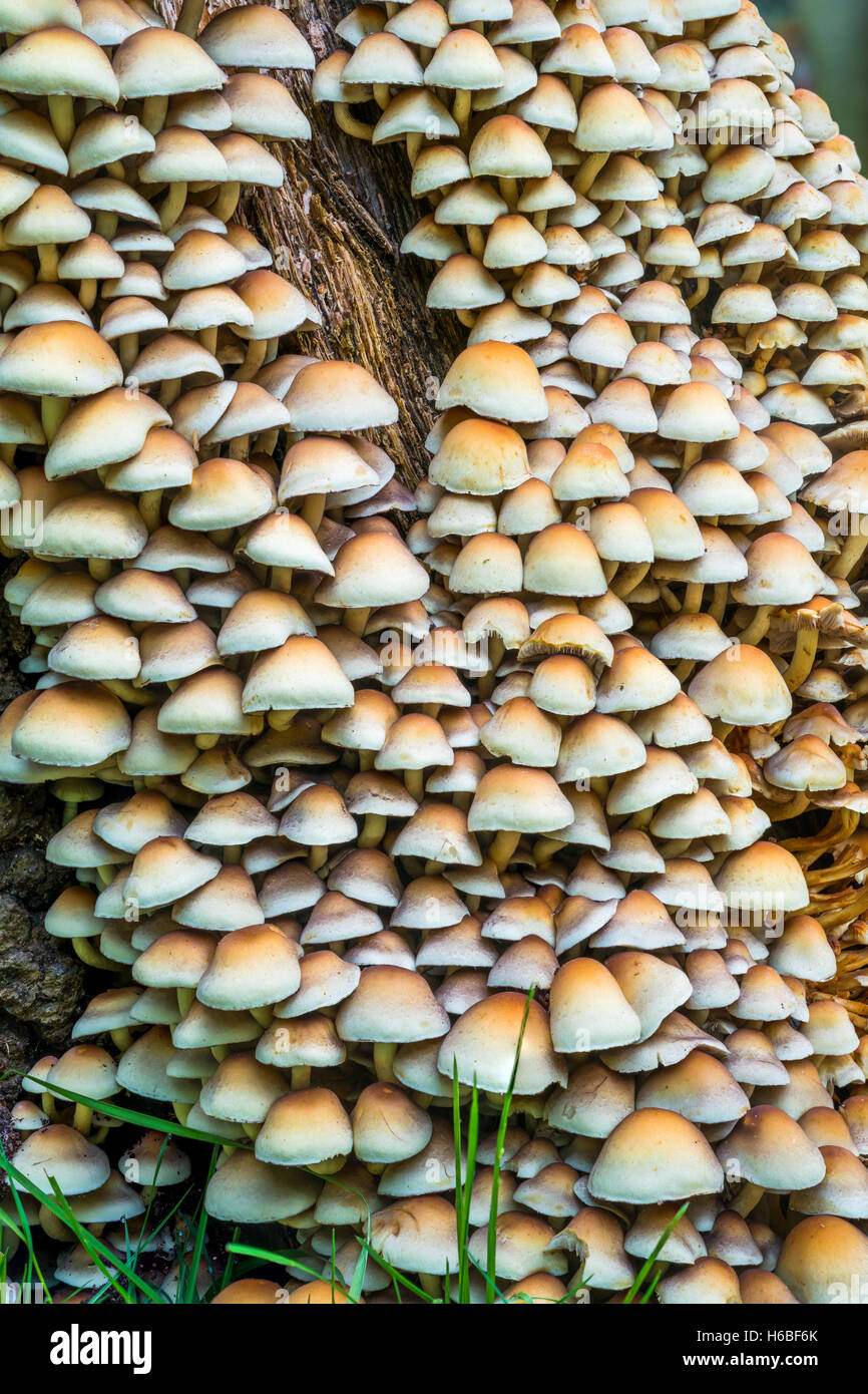 Mushrooms Growing On Tree Stump Stock Photos & Mushrooms Growing On
