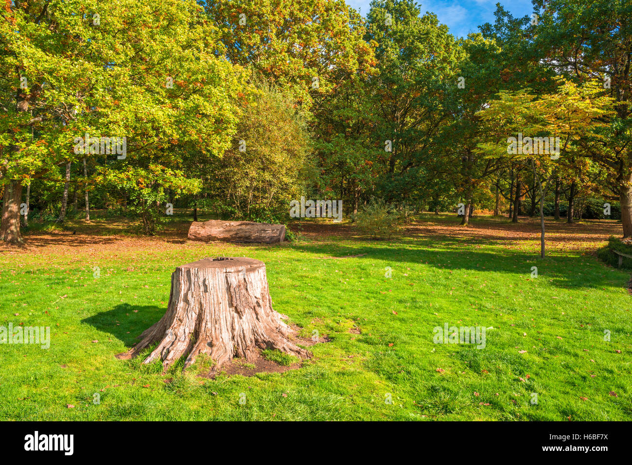 A London park in fall colors, UK Stock Photo - Alamy