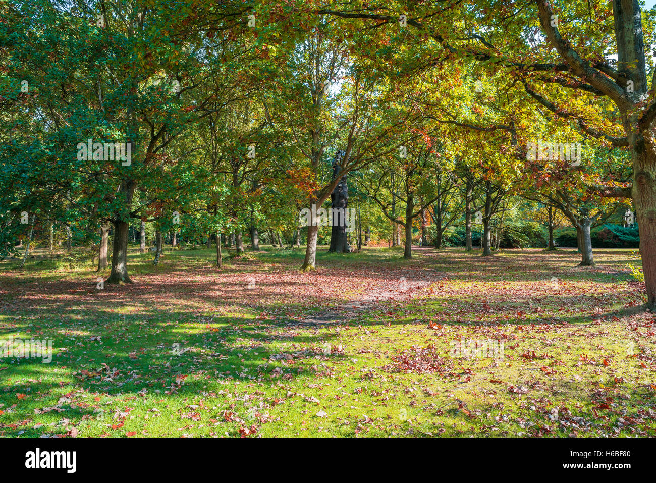A London park in fall colors, UK Stock Photo - Alamy