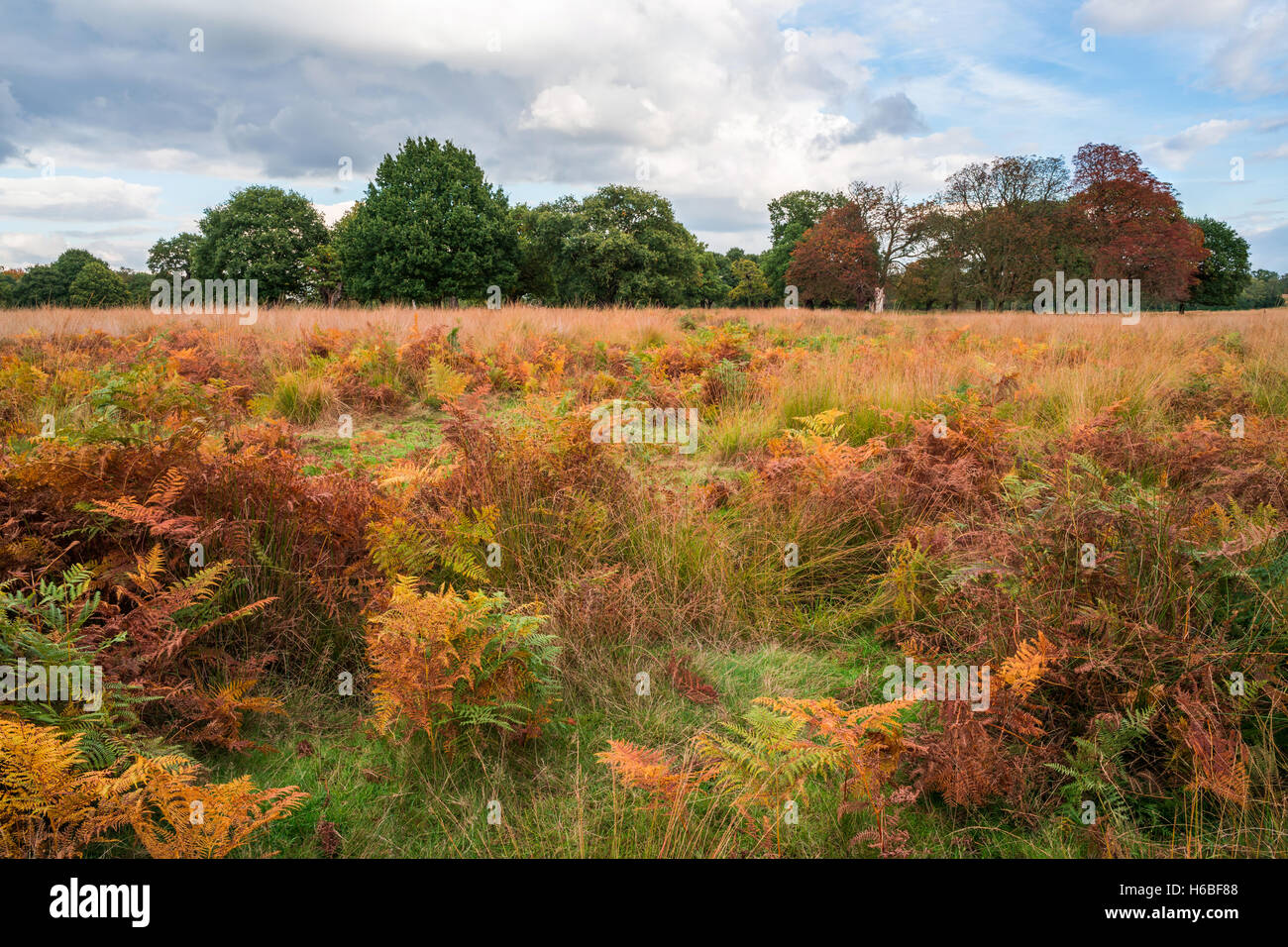 A London park in fall colors, UK Stock Photo - Alamy