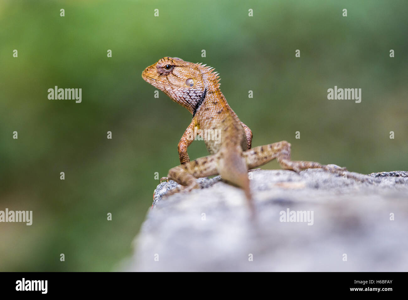 The oriental garden lizard Stock Photo