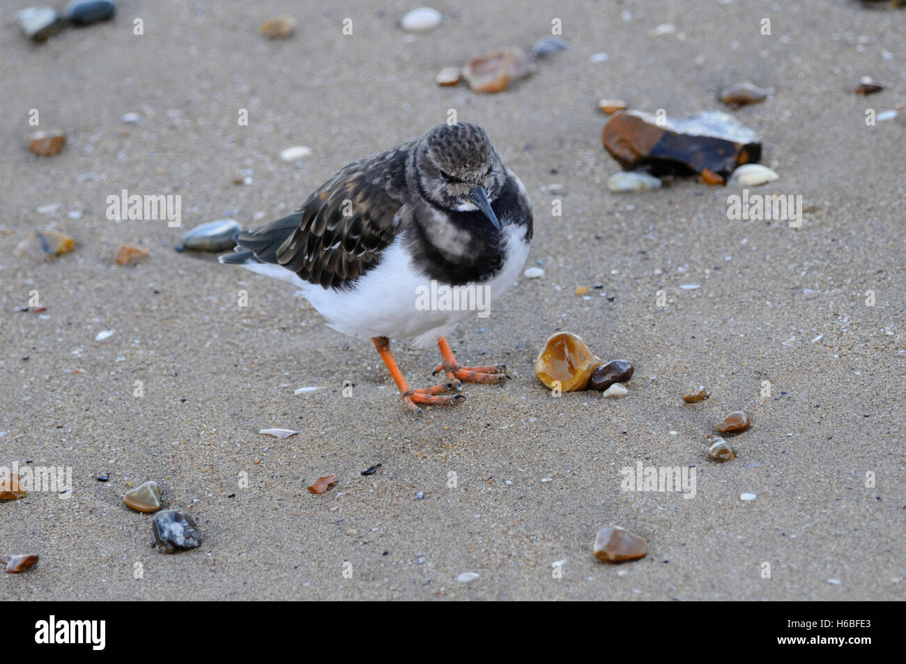 Turnstones ( Arenaria interpres ) feeding on the edge of an incoming tide. Stock Photo
