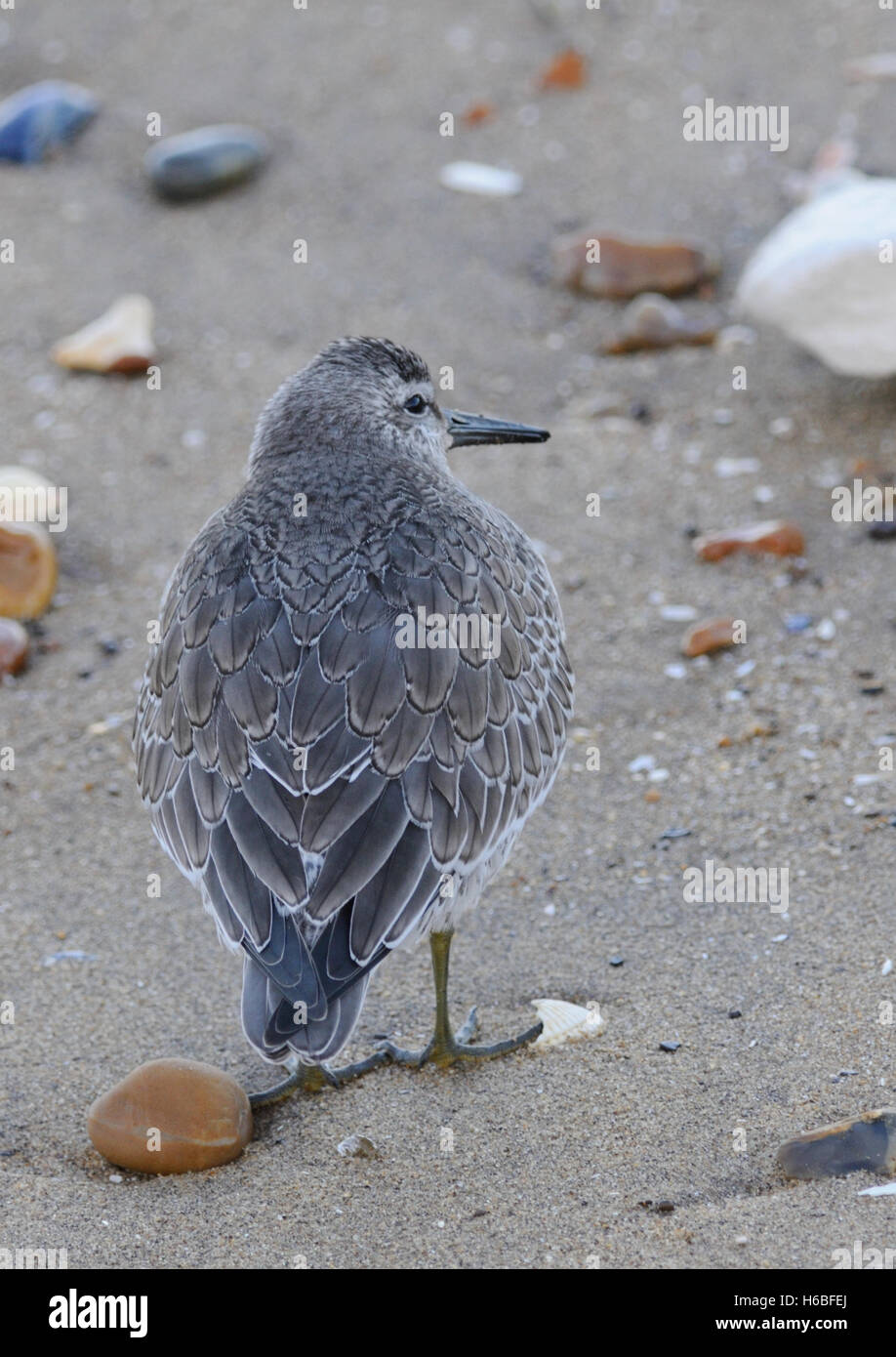 A Knot ( Calidris canutus ) feeding on the edge of the incoming tide Stock Photo