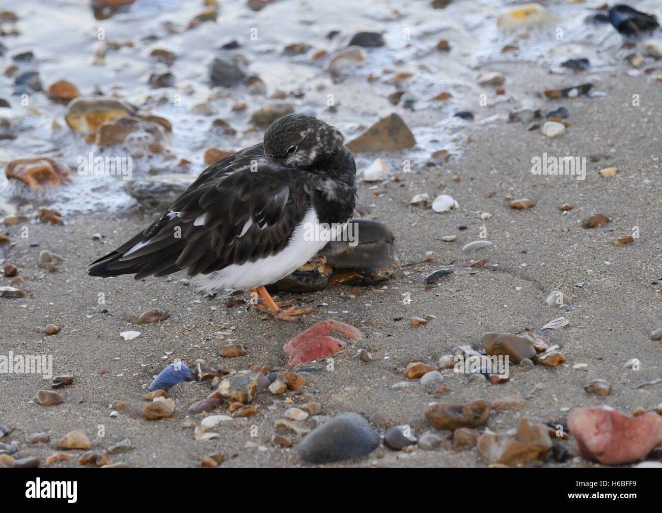 Turnstones ( Arenaria interpres ) resting after feeding on the edge of the incoming tide Stock Photo