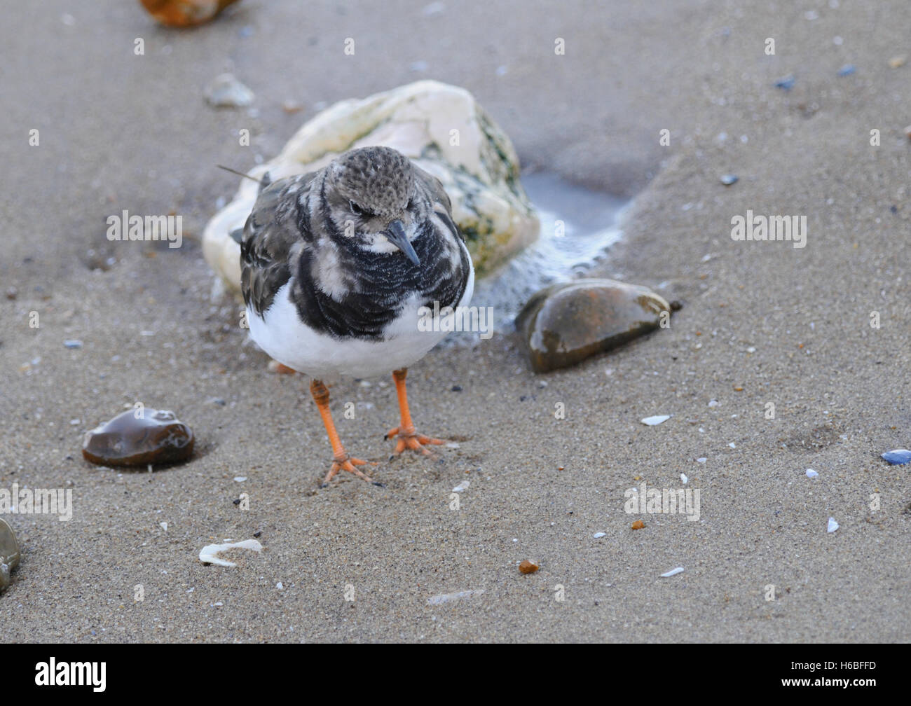 A Turnstone ( Arenaria interpres ) feeding on the edge of an incoming tide. Stock Photo