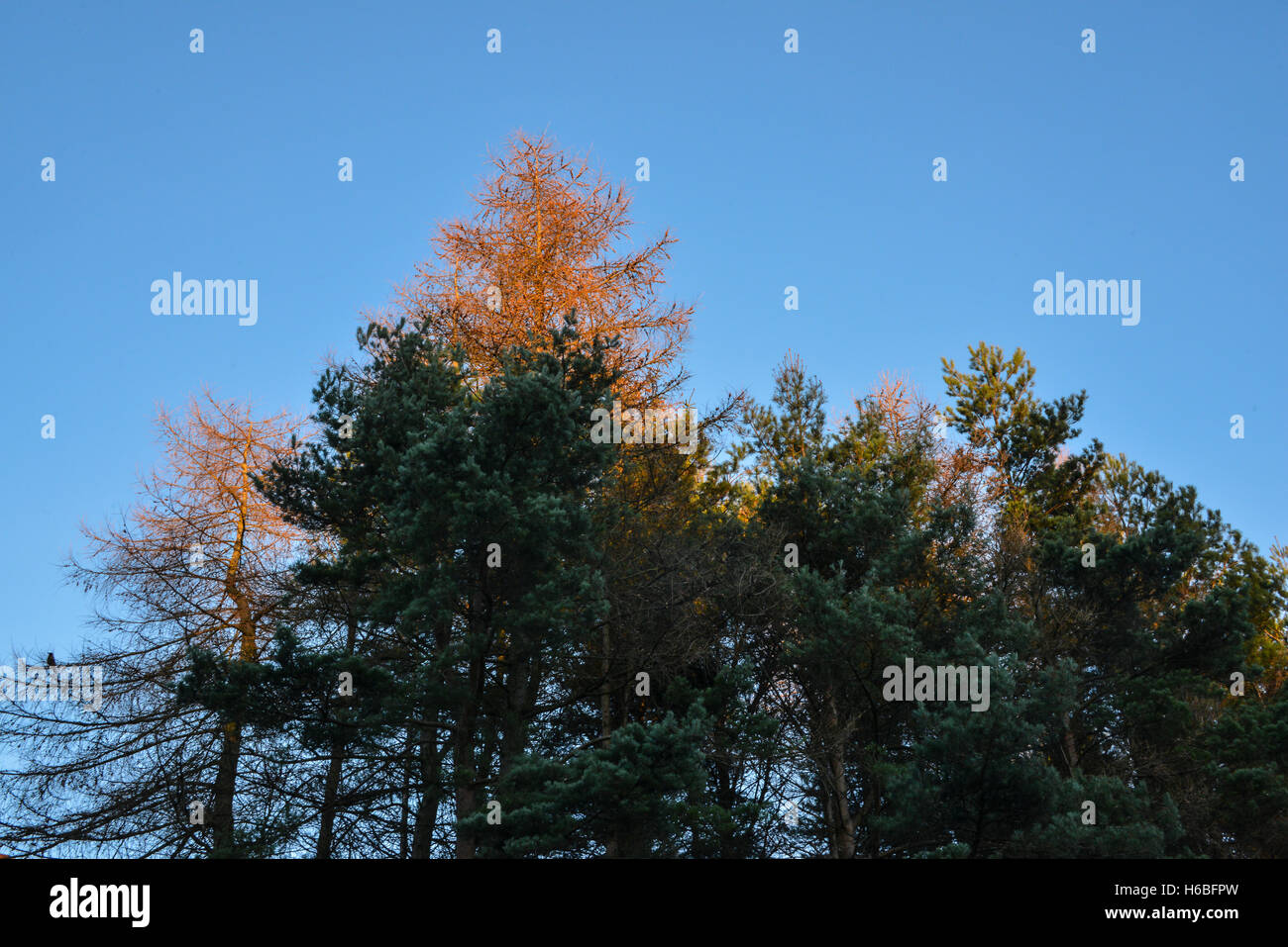 Pine trees against the blue sky in winter Stock Photo - Alamy