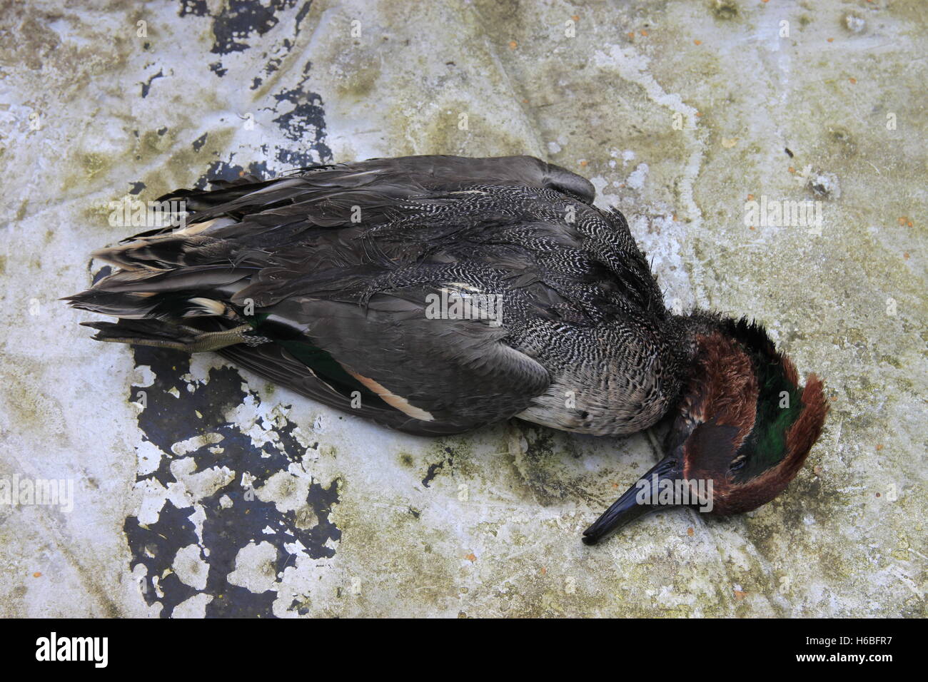 Teal duck wild game bird recently shot showing plumage feathers on metal table Stock Photo
