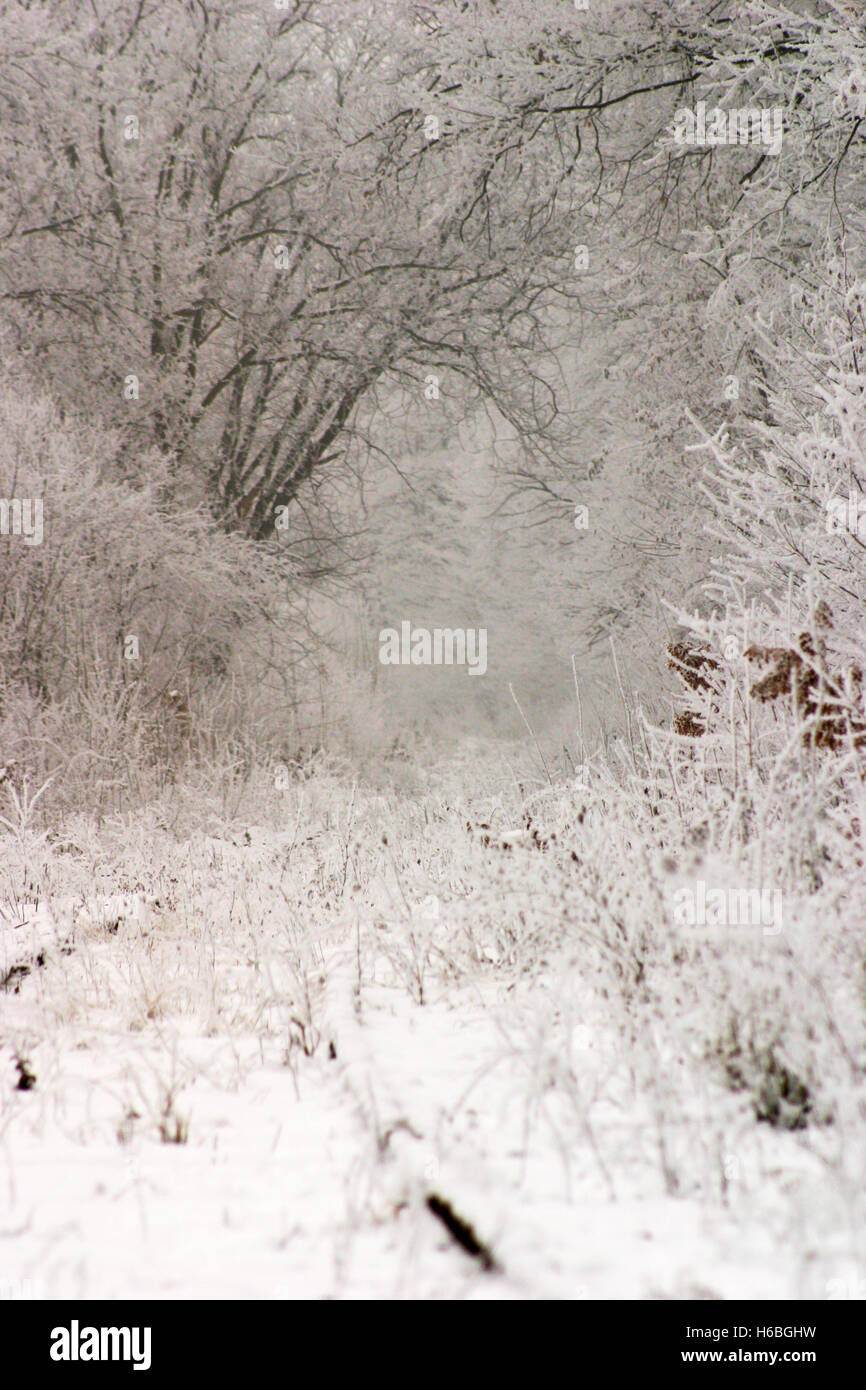 Railroad tracks and surrounding woods covered by snow Stock Photo - Alamy