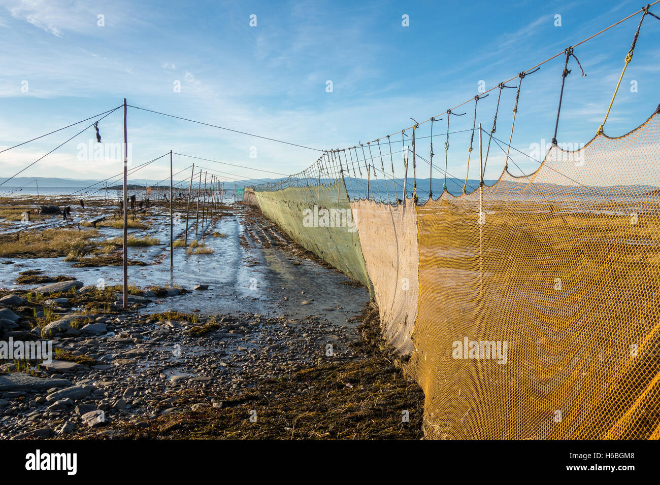 Eel traps on St Laurent river in Kamouraska, Quebec, Canada Stock Photo Alamy