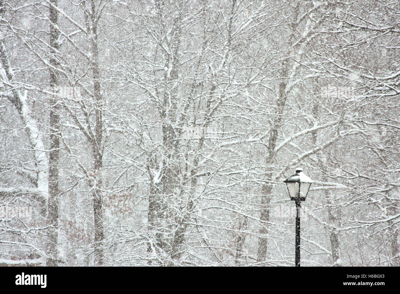 Street light in winter snow with trees covered in snow in background Stock Photo