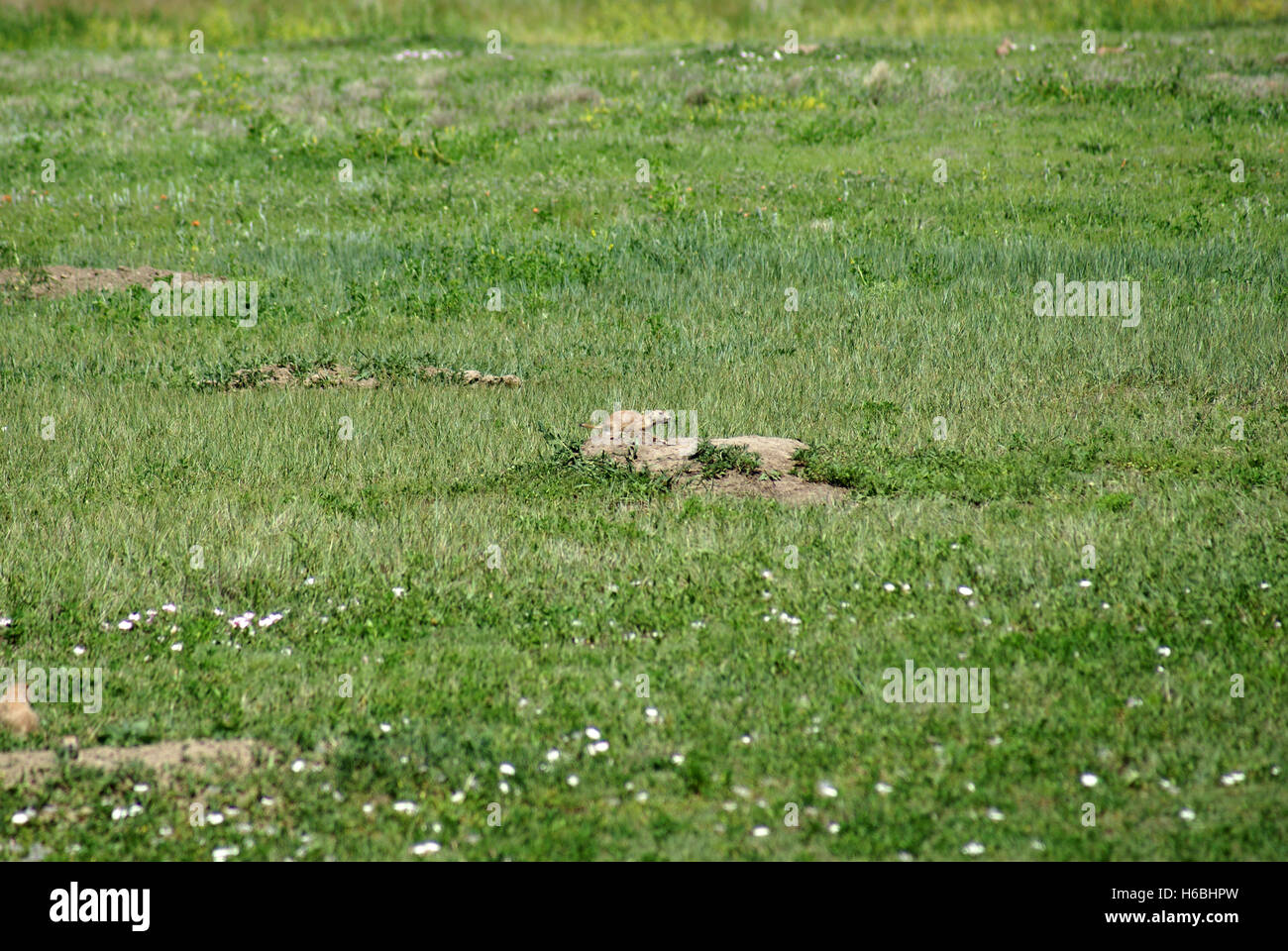 A Black-Tailed Prairie Dog in the South Dakota Bad Lands Stock Photo