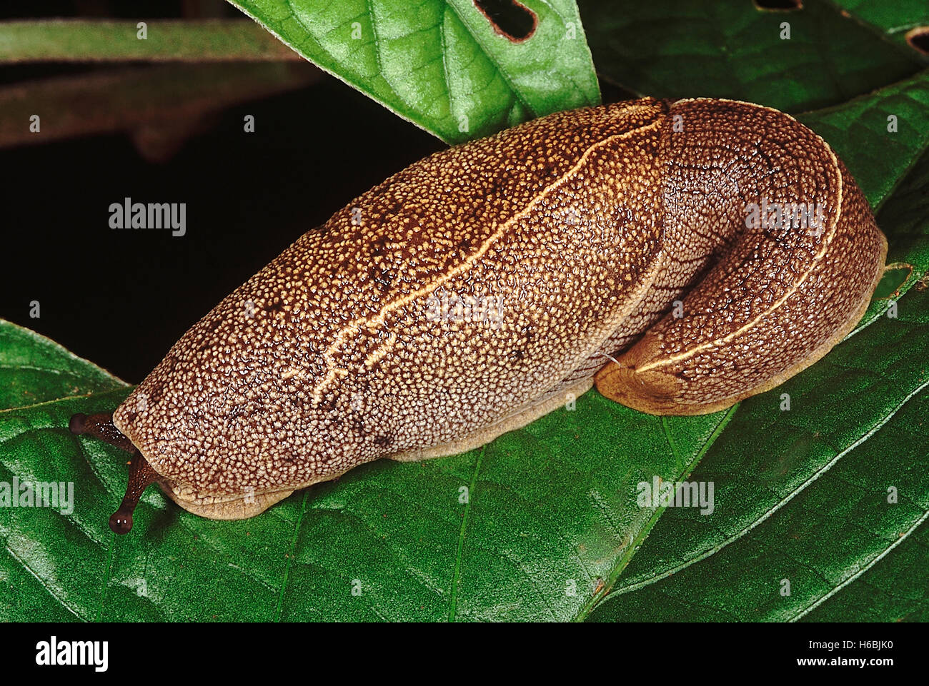 Slug. Family: Mollusc. A slug is a Gastropod without a shell. This particular slug was photographed near the Anshi Ghat, India. Stock Photo