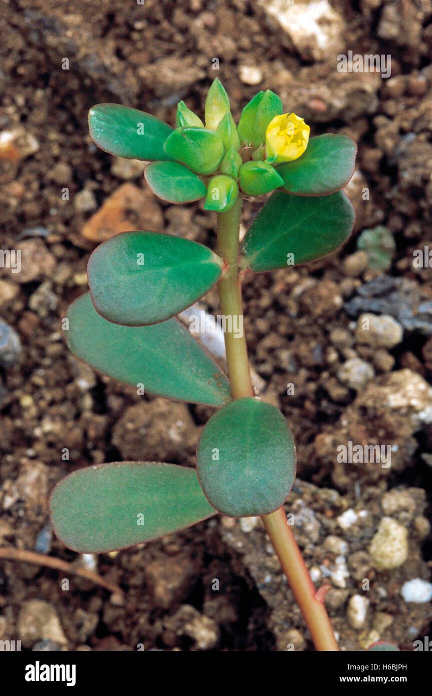 Portulaca Oleracea. Family: Portulaceae. A common weed. The leaves are cooked and eaten. Stock Photo