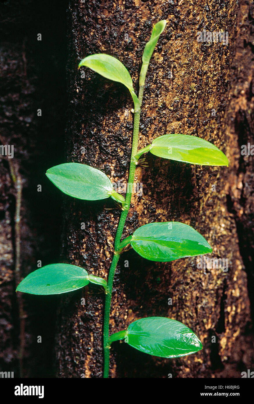 Pothos Scandens. Family: Araceae. A climber which clings to the trunks of trees with tiny roots. Stock Photo