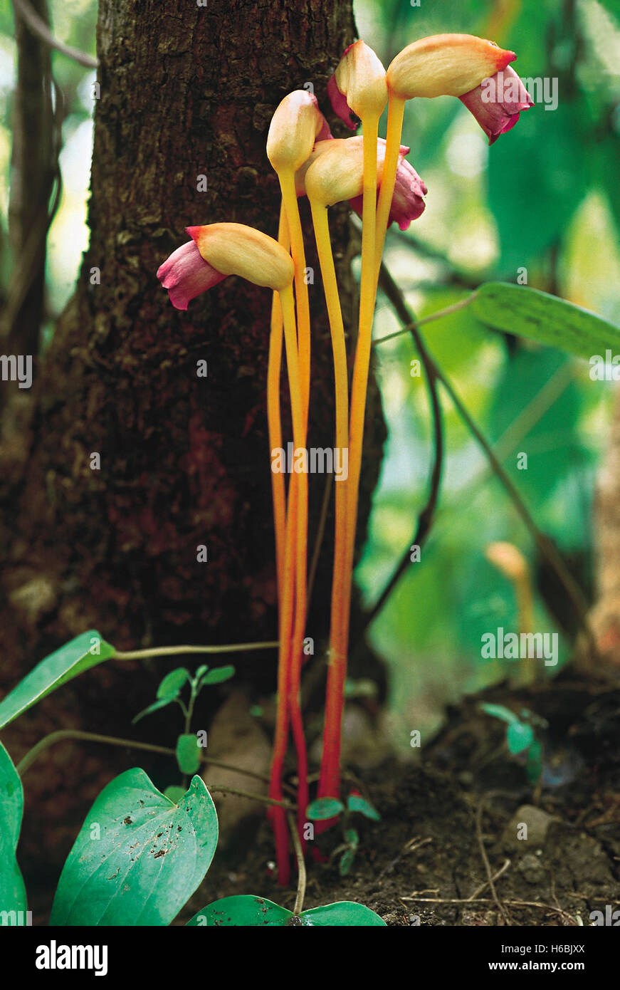 Aeginetia Indica. Family: Orobanchaceae. A leafless root parasite which is only seen when it puts up its flowers for a brief period Stock Photo