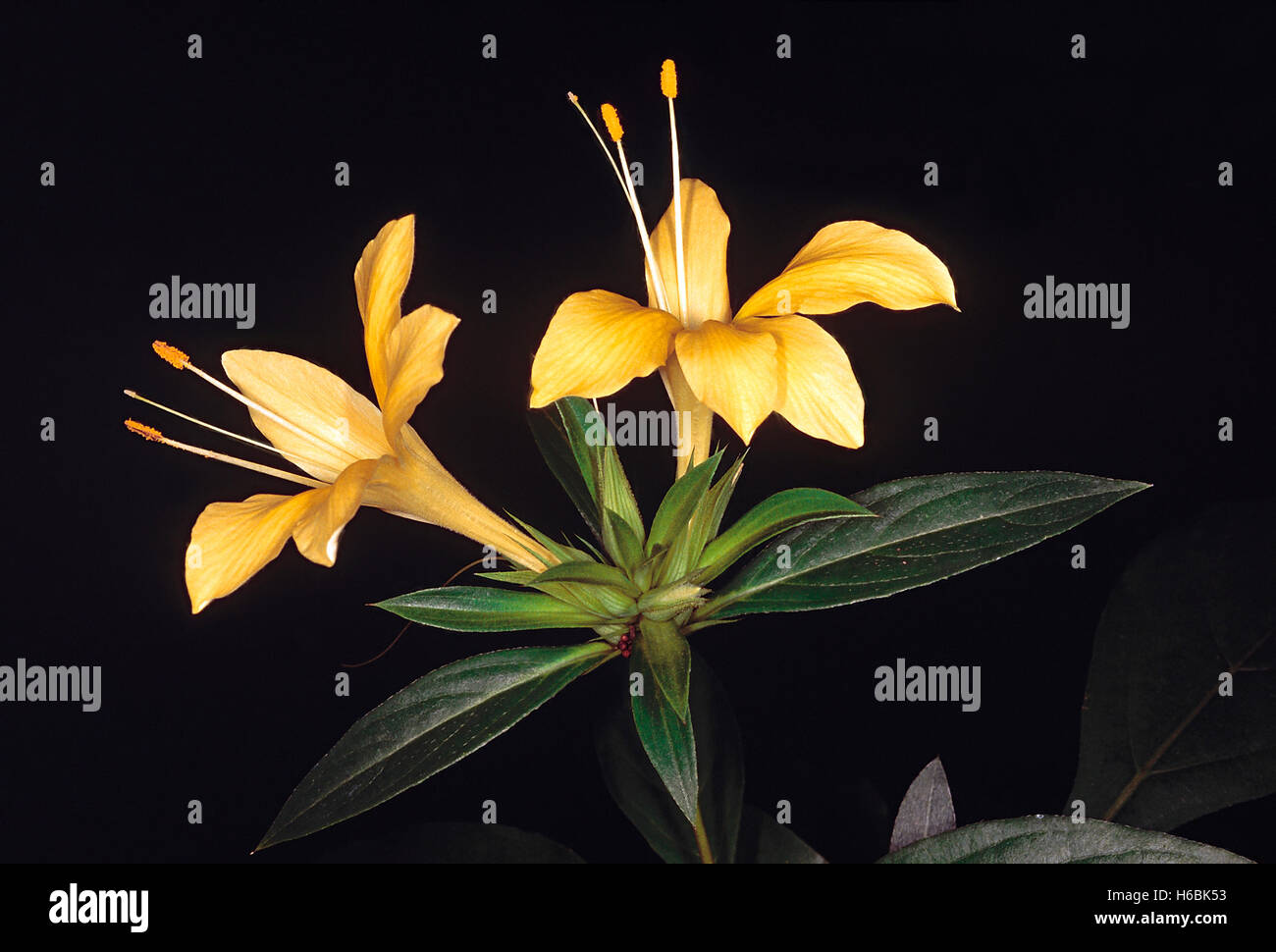 Barleria Prionitis. Family: Acanthaceae. A shrub with extremely sharp and pointed bracts. Stock Photo