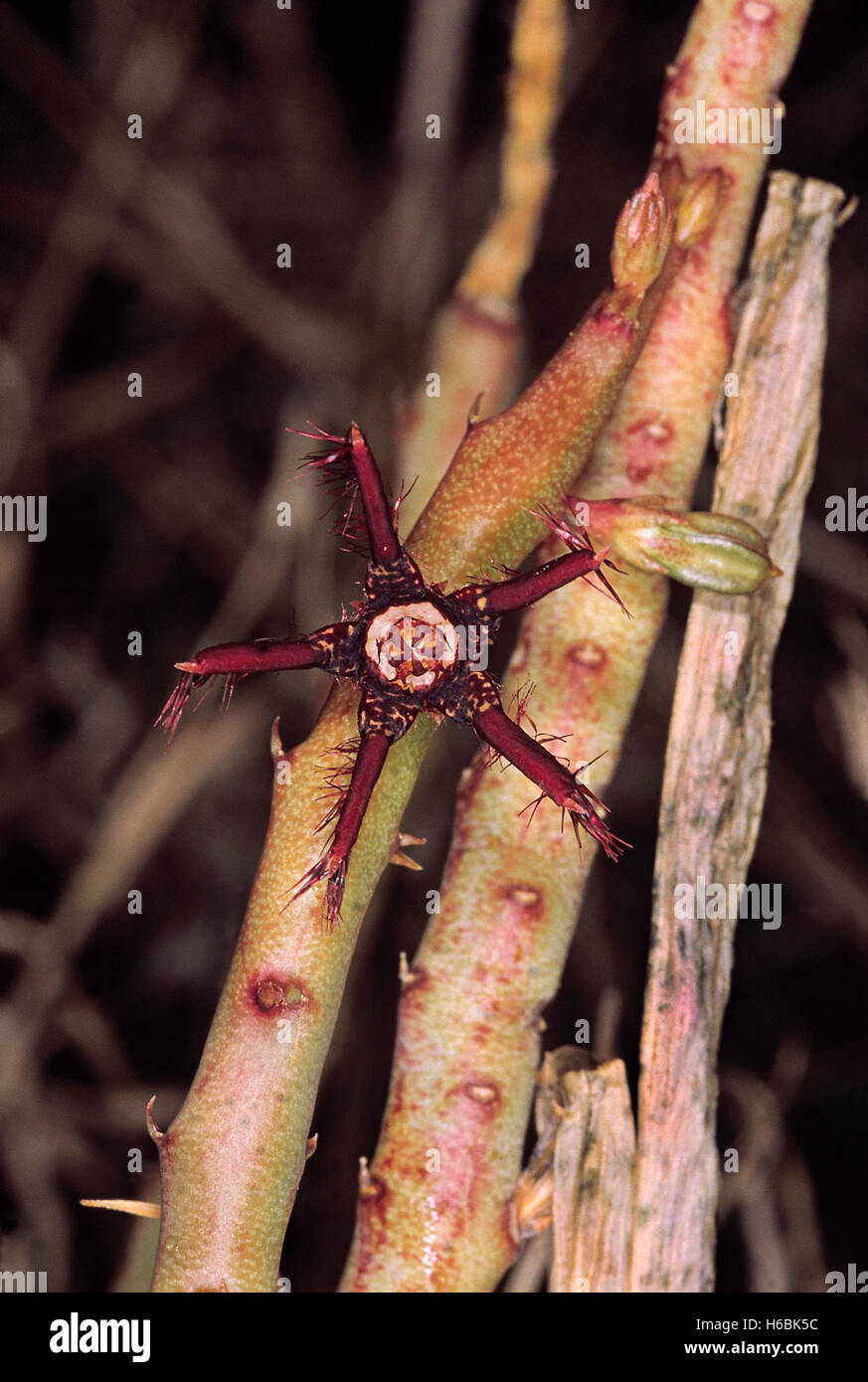 Caralluma Fimbriata. Family: Asclepiadaceae. A small leafless succulent herb which grows on dry rocky hills. Its stem is edible. Stock Photo