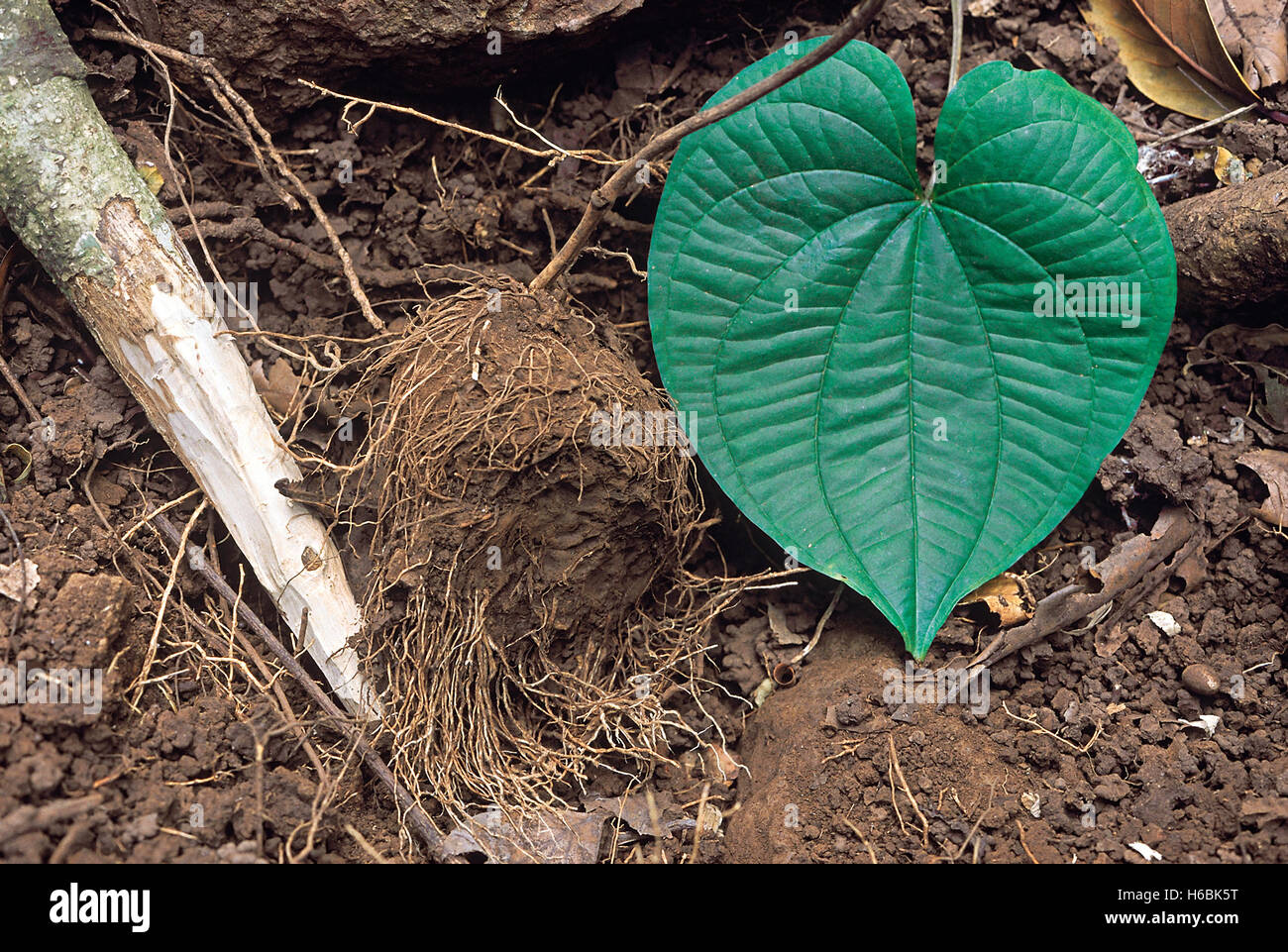 Dioscorea Bulbifera. Family: Dioscoreaceae. The tubers of this plant are extremely bitter Stock Photo