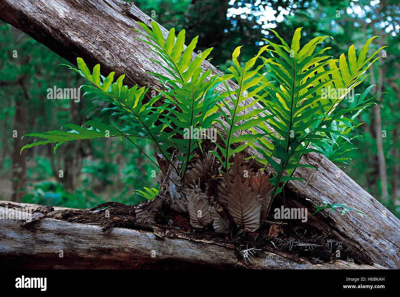 Drynaria Quercifolia. An epiphytic fern with beautiful foliage. This fern has two kinds of leaves - green leaves at the top and Stock Photo