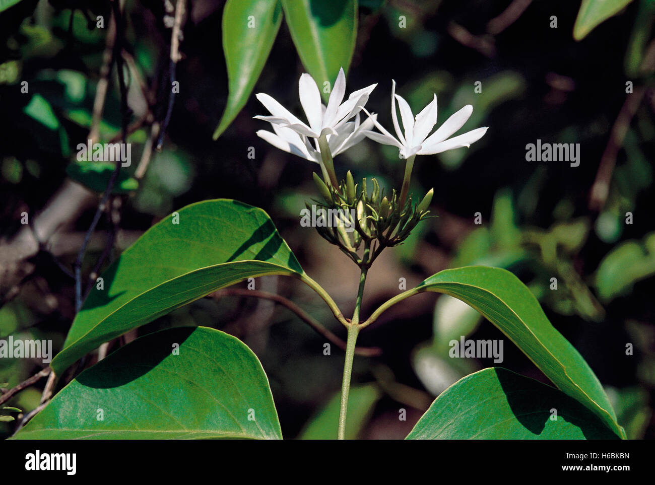 Jasminum Malabaricum. Family: Oleaceae. A large to medium-sized climber that grows wild along the Western Ghats in India. Stock Photo
