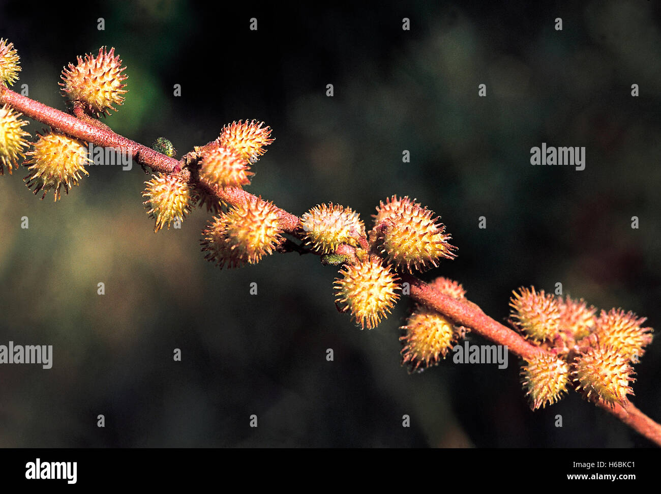 Triumfetta Rotundifolia. Family: Tiliaceae. A small shrub usually found in abandoned fields. The fruits have numerous tiny hooks Stock Photo