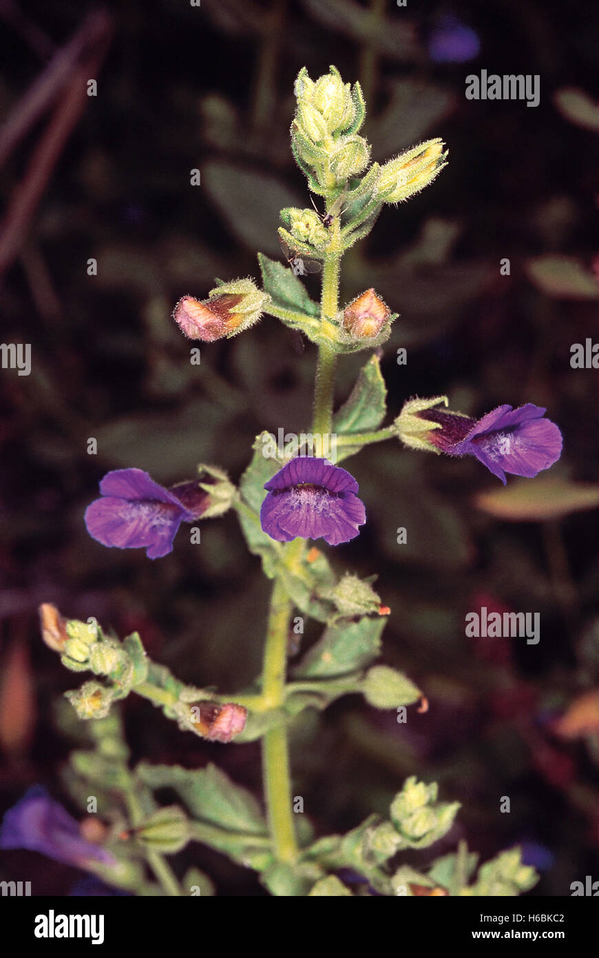 Stemodia Viscosa. Family: Scrophulariaceae. A small medicinal herb found in winter in paddy fields after the paddy has been harvesting Stock Photo