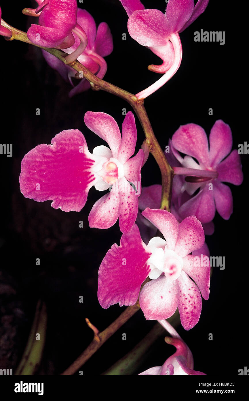 Aerides Maculosum. Family: Orchidaceae. An epiphytic orchid which usually flowers at the beginning of the monsoon. The flowers a Stock Photo