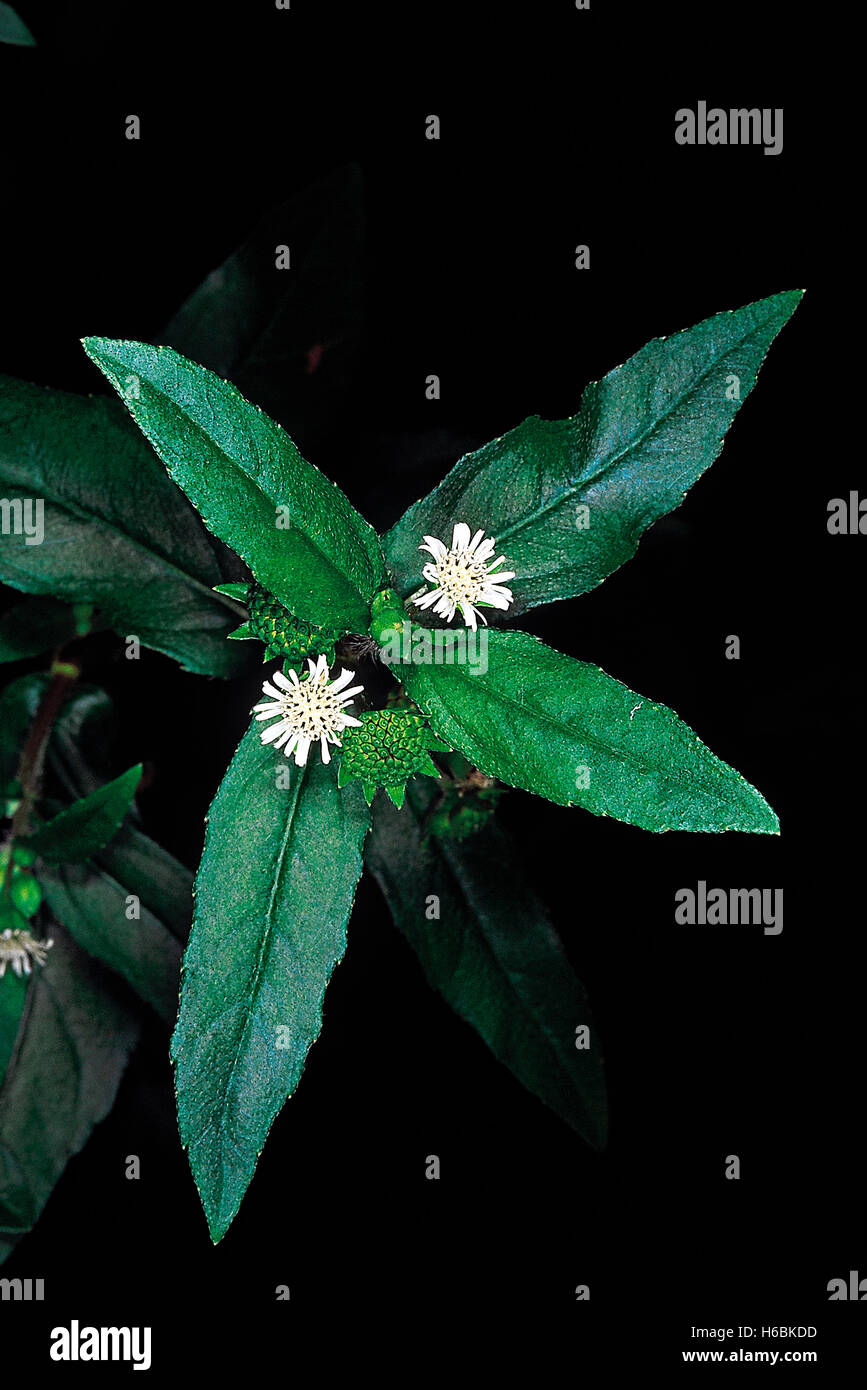 Eclipta Alba. Family: Compositae. A well-known ayurvedic herb which grows in moist areas. The plant extract is made into hair to Stock Photo