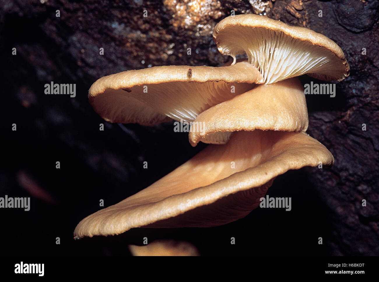 Pleurotus sp. Oyster mushroom. Class: Homobasidiomycetes . Series: Hymenomycetes. Order: Agaricales. Oyster mushrooms Stock Photo