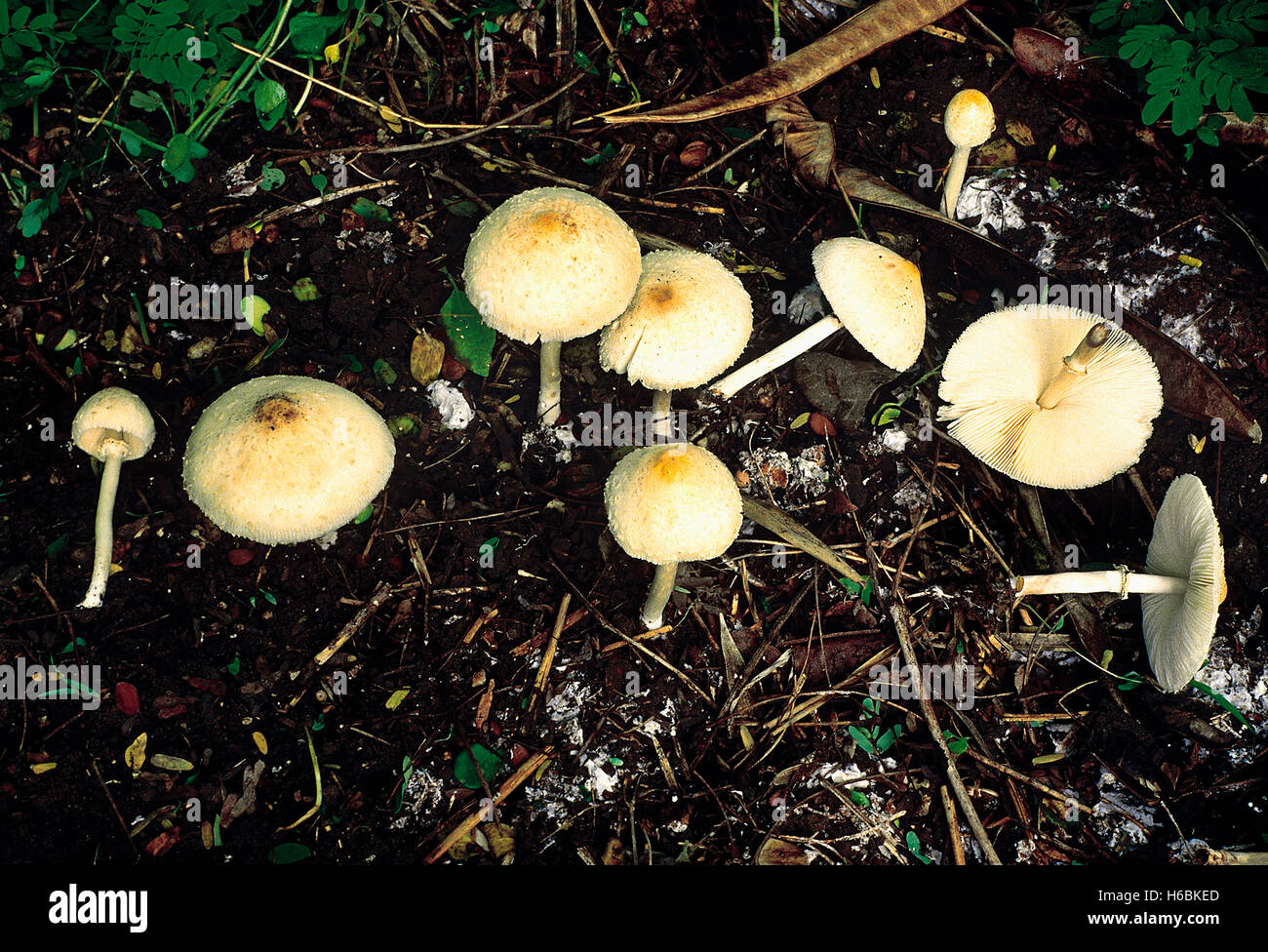 Class: Homobasidiomycetes. Series: Hymenomycetes. Order: Agaricales. A group of large mushrooms growing on soil rich in humus. Stock Photo