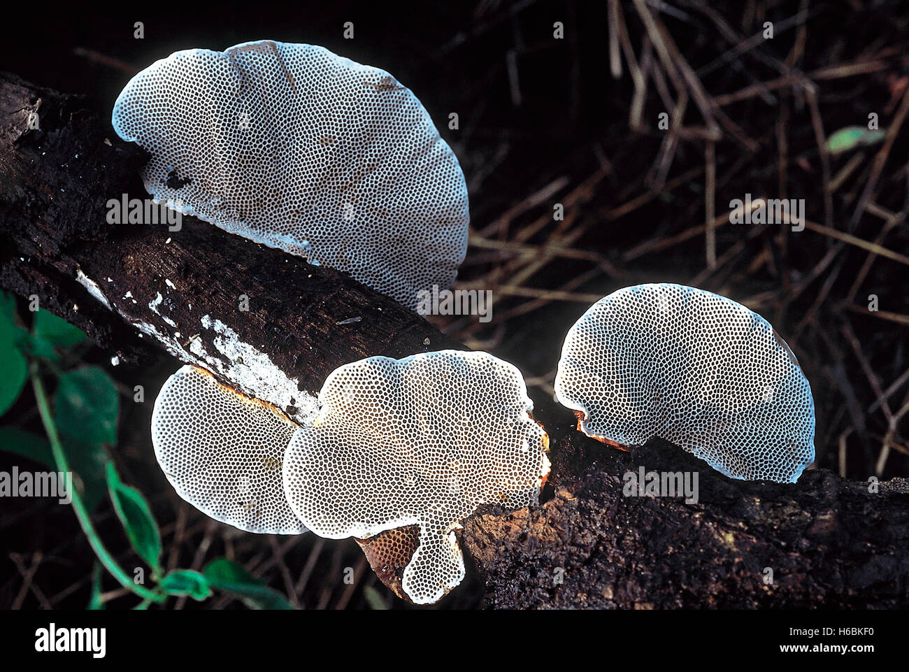 Hexagonia sp. Class: Homobasidiomycetes . Series: Hymenomycetes. Order: Aphyllophorales. A woody bracket fungus Stock Photo