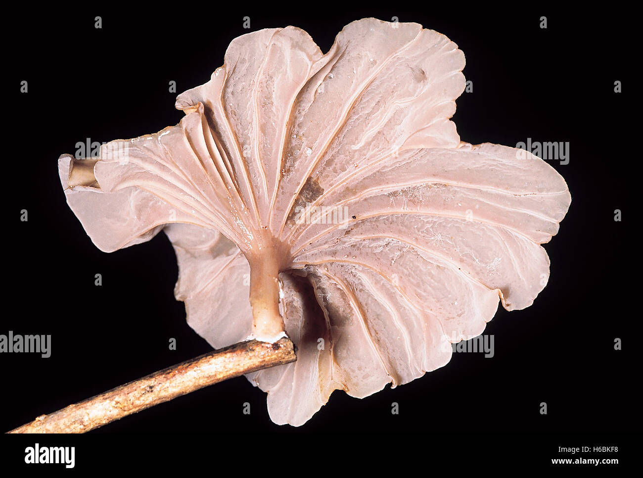 Resembles Auricularia in consistency. Stipe present. Stock Photo