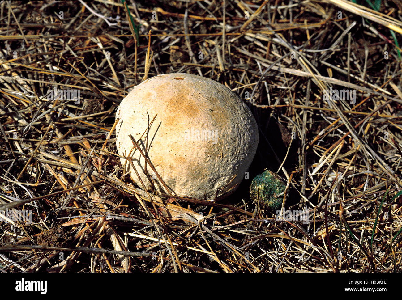 Puffball. Class: Homobasidiomycetes. Series: Gasteromycetes. Order: Lycoperdales. This kind of puffball is more commonly found Stock Photo