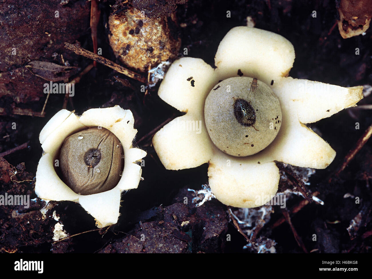 Earth Star. A fungus with a central globular structure filled with spores surrounded by flaps, which makes it resemble a star. C Stock Photo