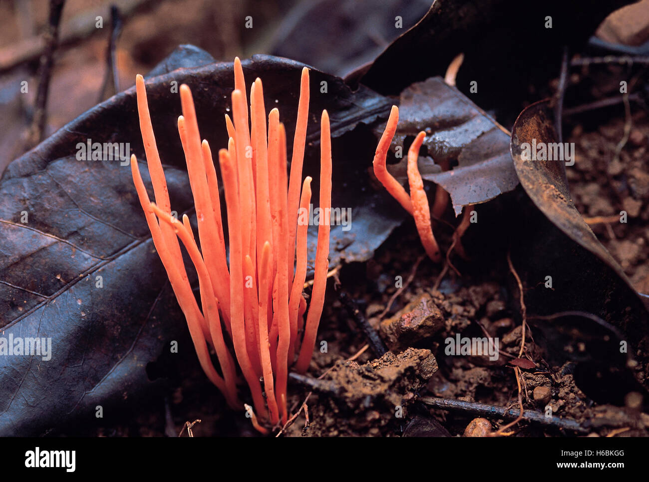 Orange Noodle fungus. Class: Homobasidiomycetes. Series: Hymenomycetes. Order: Aphyllophorales.,This fungus is about 3 cm Stock Photo