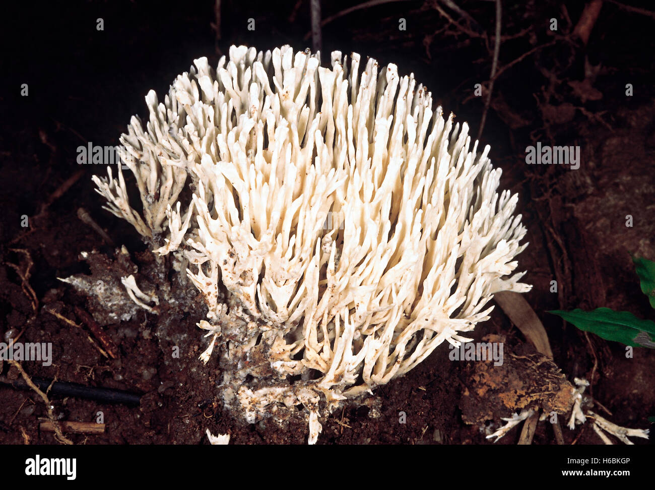 Coral fungus (white). Class: Homobasidiomycetes. Series: Hymenomycetes. Order: Aphyllophorales. Stock Photo