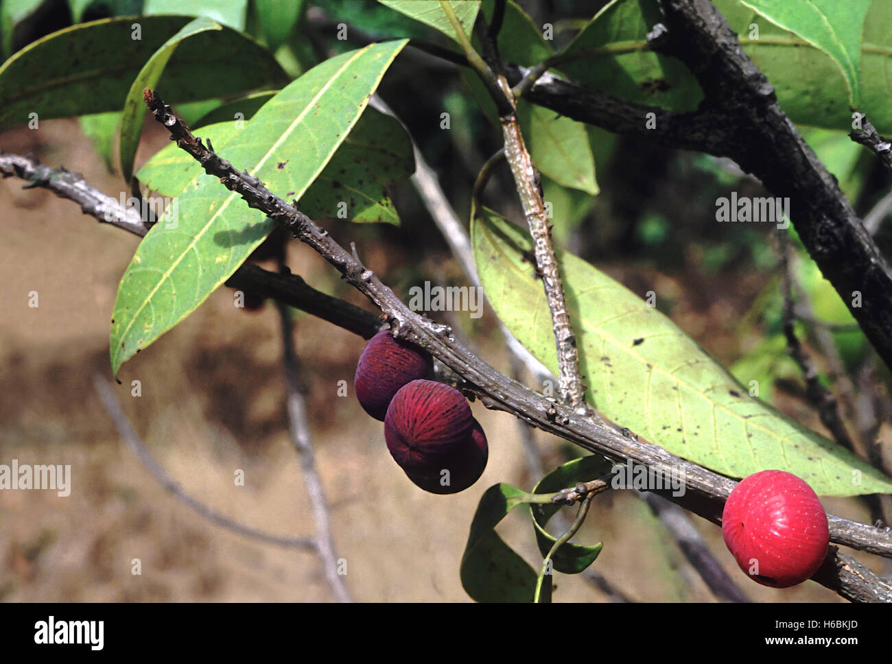 Fruits. Nothopegia sp. Family: Anacardiaceae. A small tree with leaves resembling the mango leaf. The fruit is sweet and pulpy Stock Photo
