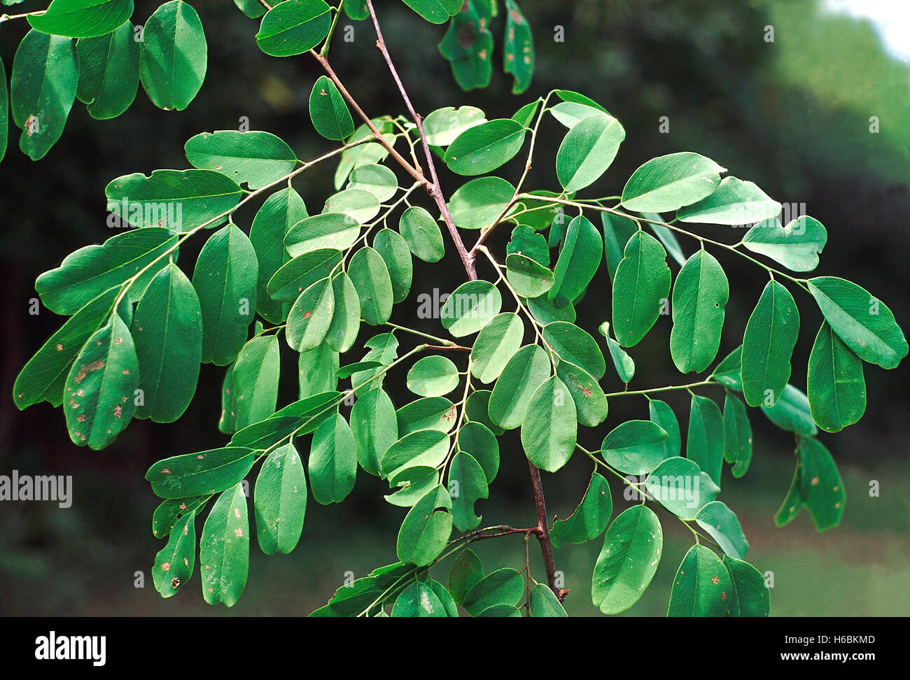 Leaves. Dalbergia Lanceolaria. Family: Fabaceae. A moderate sized deciduous tree. Very similar to Dalbergia Paniculata. Stock Photo