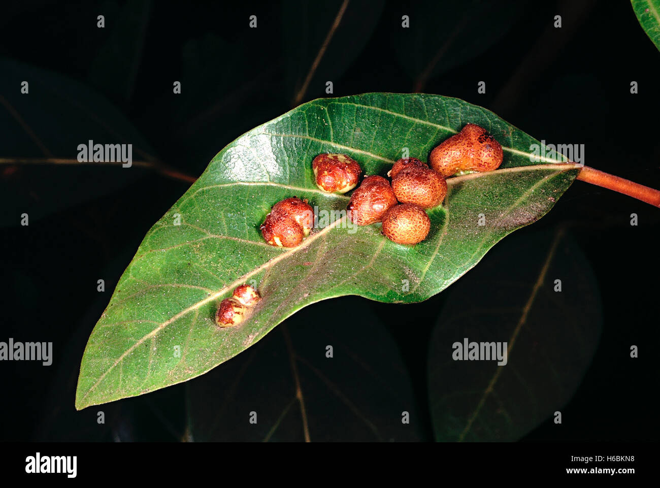Single leaf with galls. Ficus Racemosa. Family: Moraceae. A kind of wild fig tree found in moist areas. Stock Photo