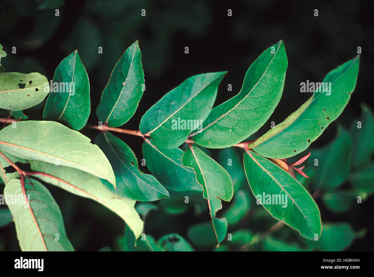 Leaves. Anogeissus Latifolia. Family: Combretaceae. A large deciduous tree. One of the dominant tree species of the dry deciduou Stock Photo