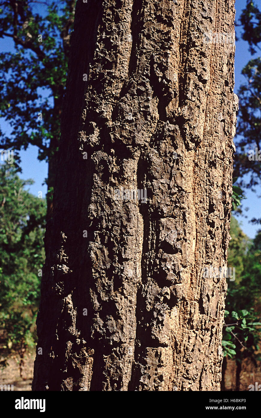 Bark. Shorea Robusta. Family: Dipterocarpaceae. Sal tree. A large tree which forms the main component of the Sal forests of cent Stock Photo