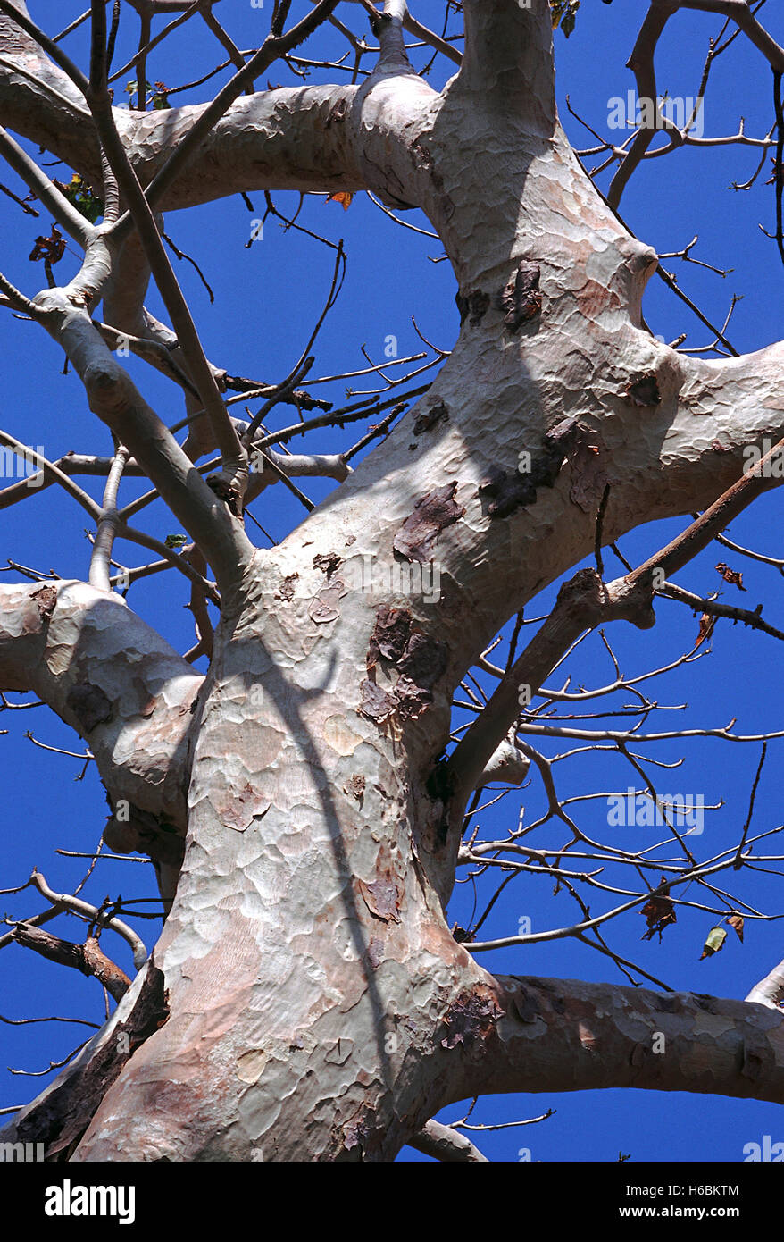 Trunk and branches. Sterculia Urens. Ghost tree. Family: Sterculiaceae. The name is on account of its striking white appearance Stock Photo