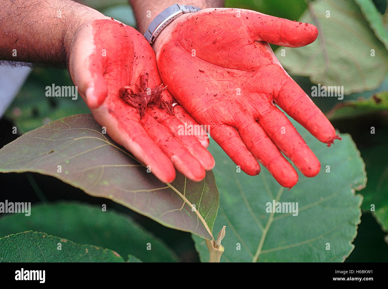 Crushed young leaves staining hand red. Tectona Grandis. Teak tree. Family: Verbenaceae. Well-known for its valuable timber Stock Photo