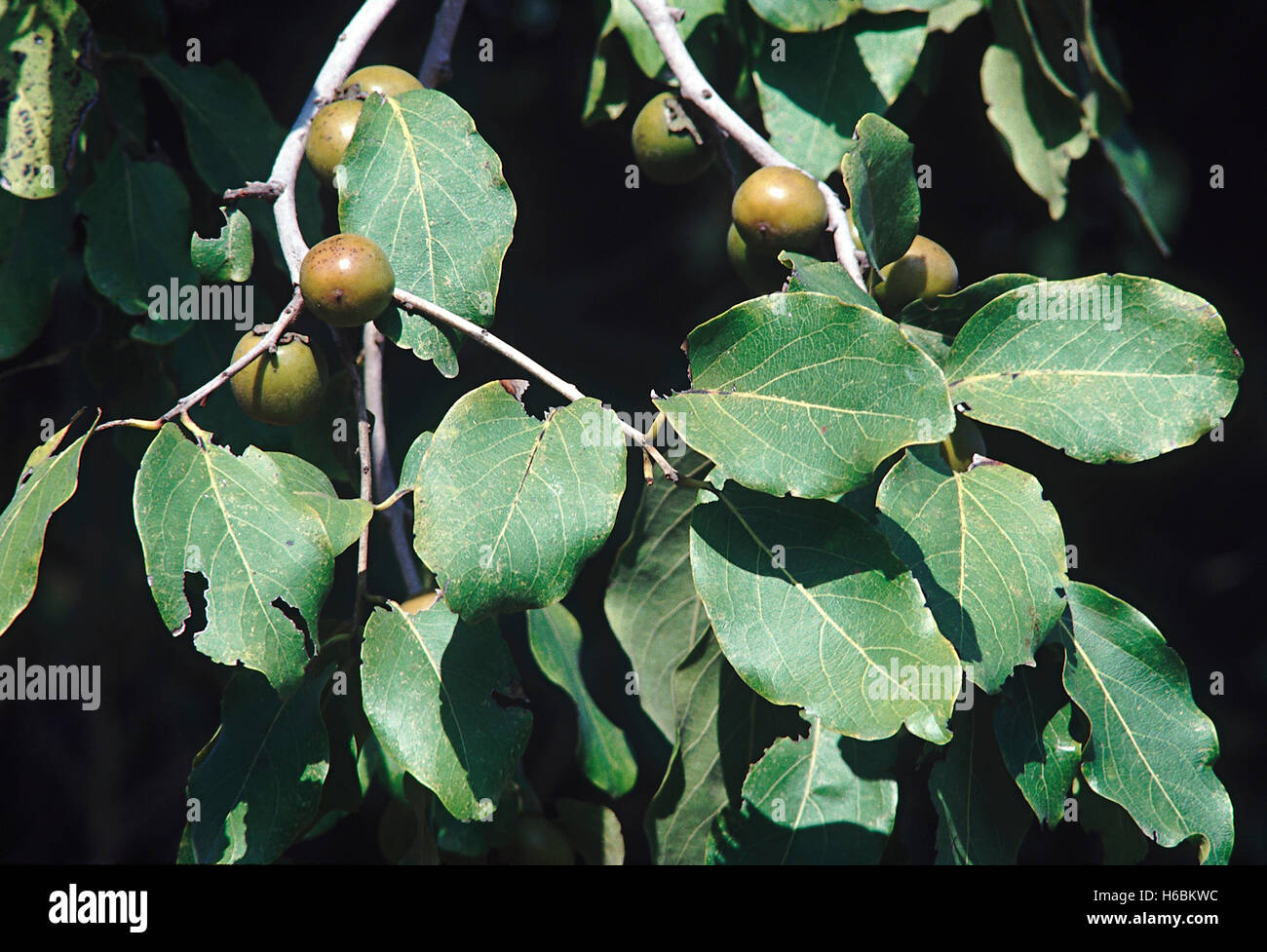Branch with fruit. Diospyros Melanoxylon. Tendu tree/Indian Ebony. Family: Ebenaceae. A large deciduous tree typical to the deci Stock Photo
