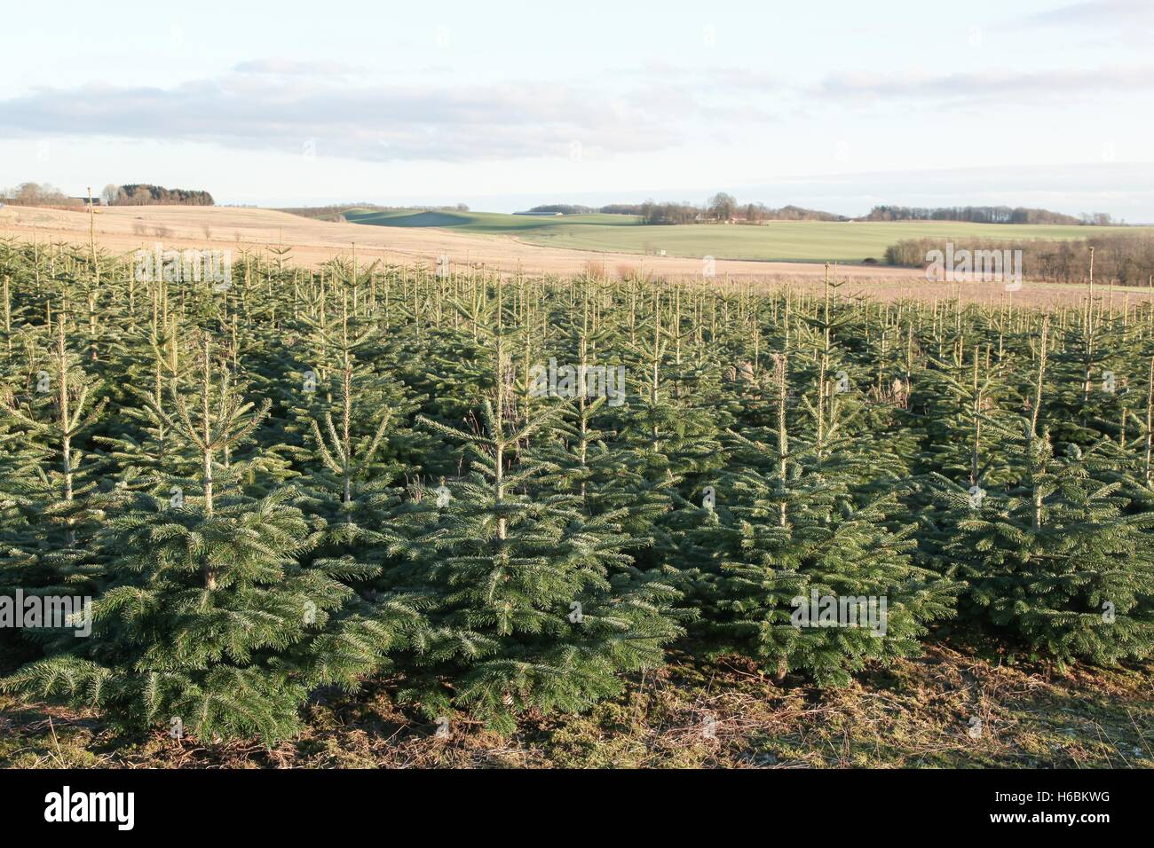 Nordmann fir plantation in Denmark Stock Photo