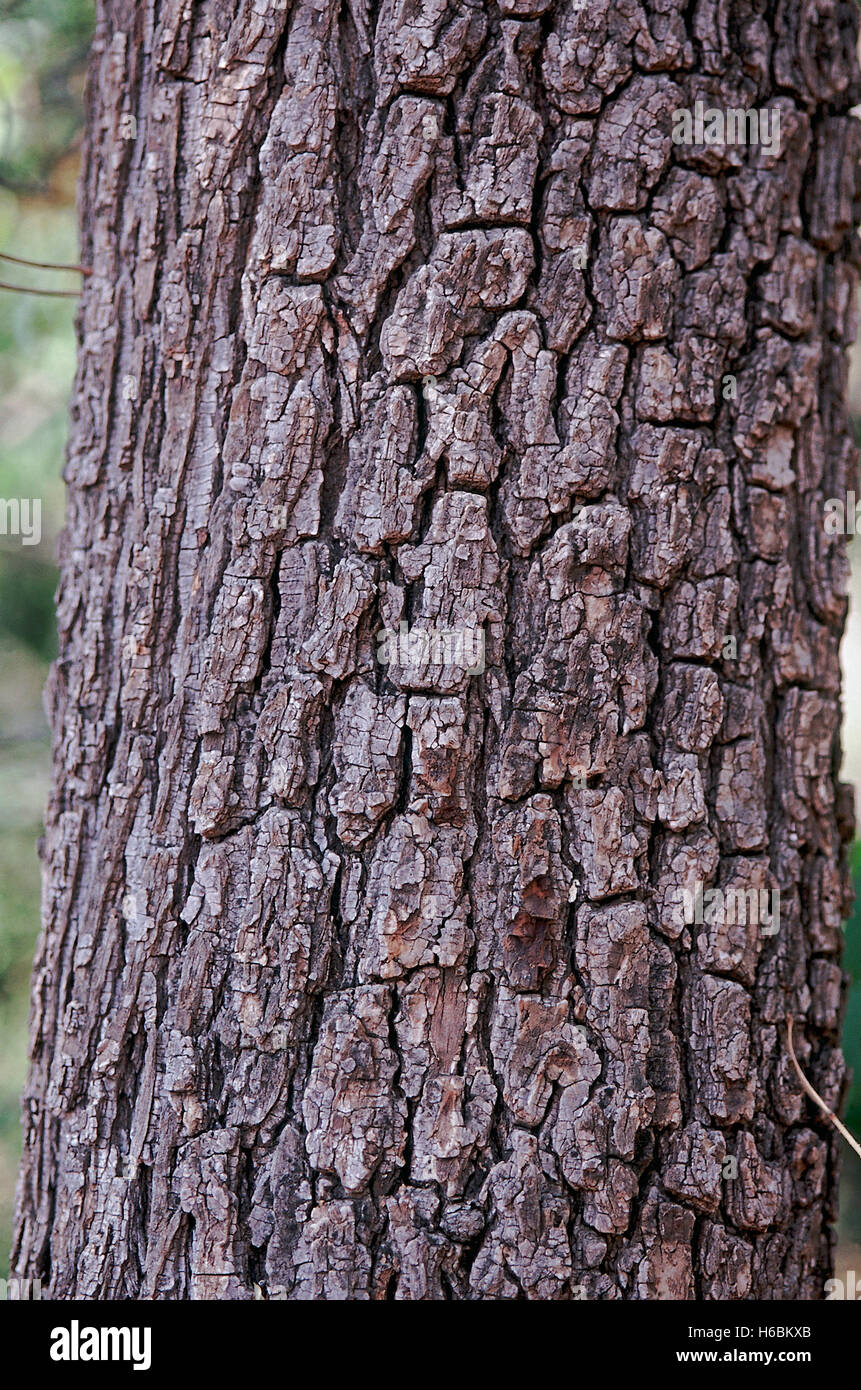 Bark. Hardwickia Binata. Iron-wood tree. Family: Caesalpiniaceae. A large deciduous tree with extremely hard, heavy wood Stock Photo